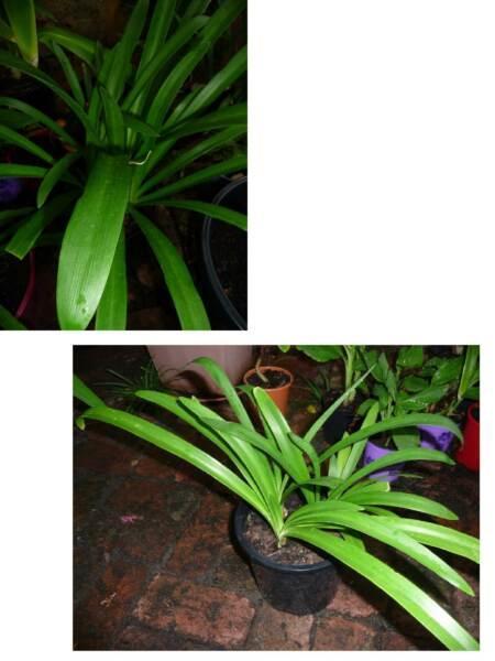 Agapanthus 2 pots with mature plants for sale (blue flowers)