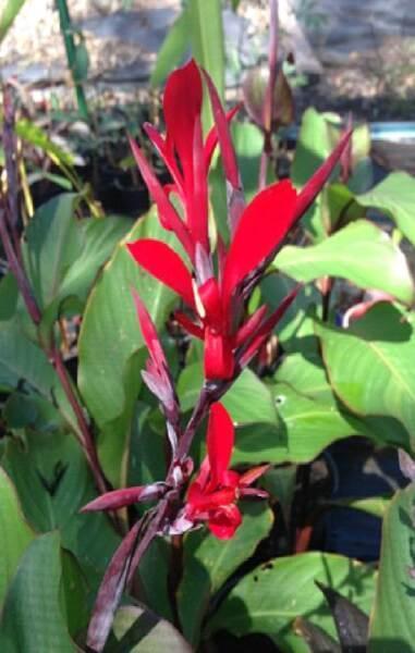 Canna edulis (shade canna) with attractive red stems and flowers