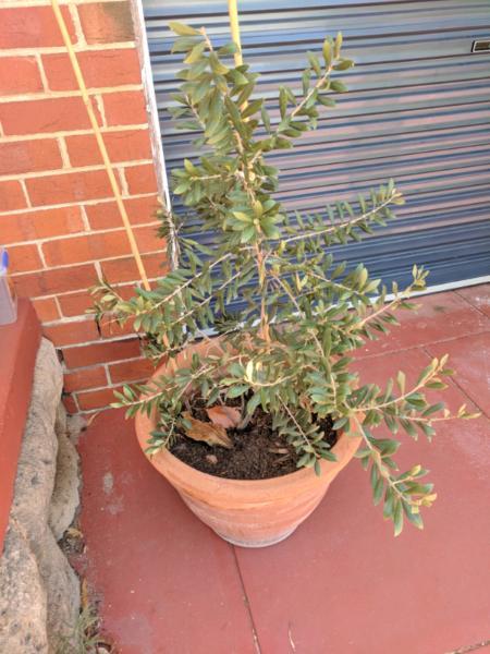 Olive tree (dwarf