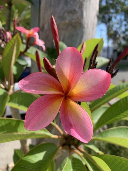Establish pink frangipani trees custom sizes CHEAP