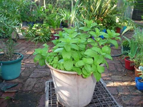 Mint mature plant, sold without the pot