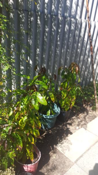 Mangoes plant for sale