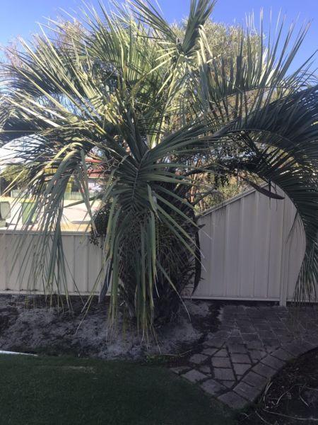 Free palm trees