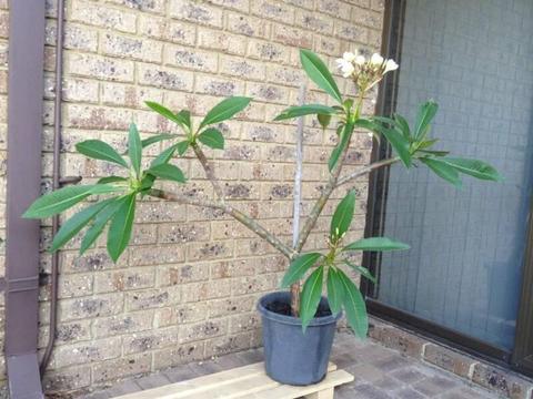 1.4m wide Celadine Plumeria Frangipani Plant *Healthy*