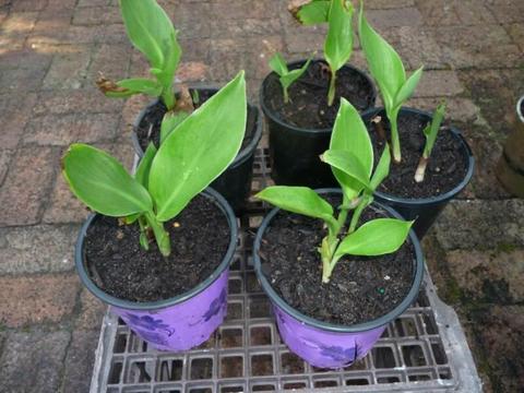 Cannas for sale - salmon flowers, up to 4 plants per pot
