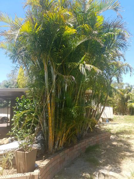 Large Golden Cane Palm