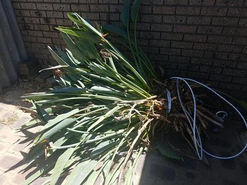 Bird of Paradise large plant