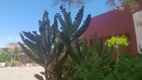 Succulent Plants (Spineless Cactus)