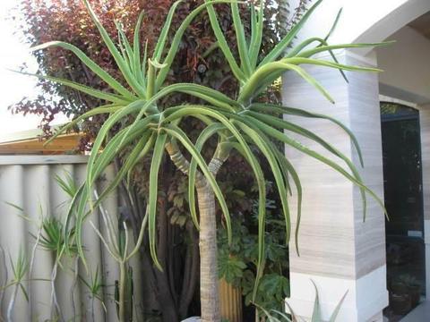 Nice Aloe Tree Plant