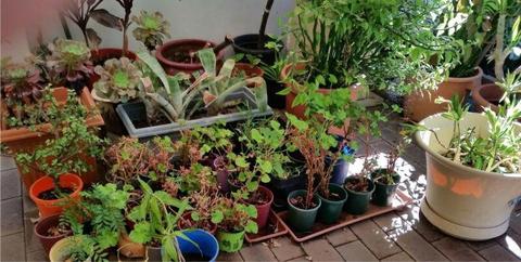 Variety of potted plants different sizes
