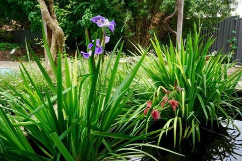 water irises pond plants