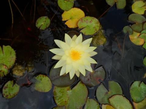 Water lilies yellow flowering, $5 for 6 inch pots, limited stock