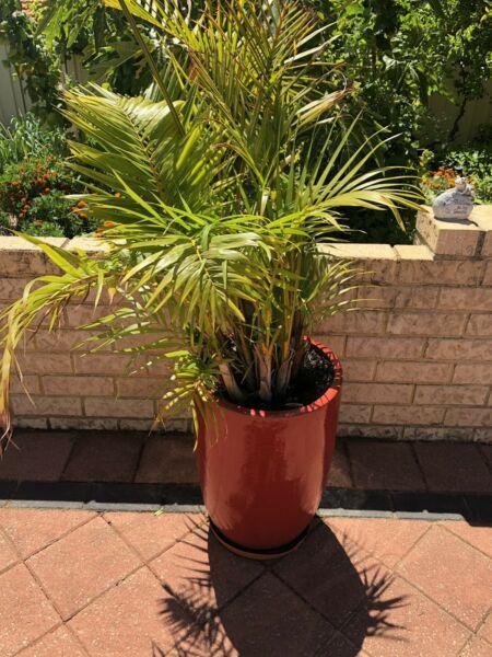 Large planted palm