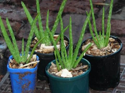 Aloe vera plants for sale - 4 pots available @ $3.50 per pot