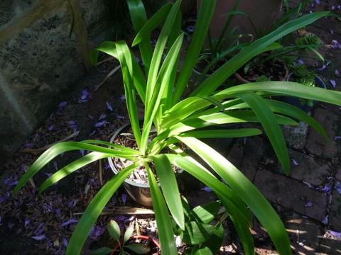 Agapanthus, pot with two large plants (blue) for sale @ $12