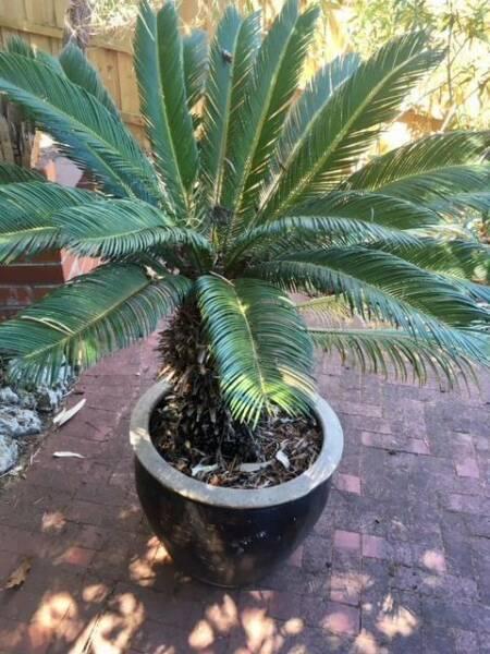 CYCAD IN POT