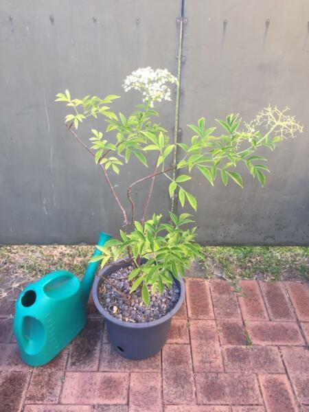 Elderflower plant in self-watering pot