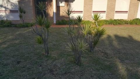 Dracenea Marginata plants.. If details are wanted please ask