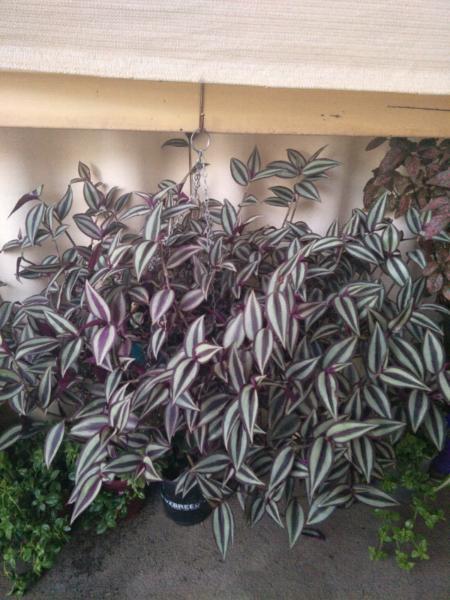 Extra large wandering Jew hanging baskets $15 eaxh