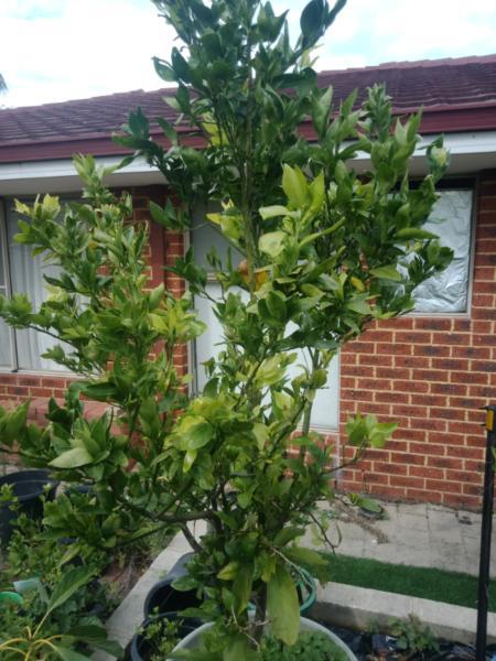 Offer lime tree