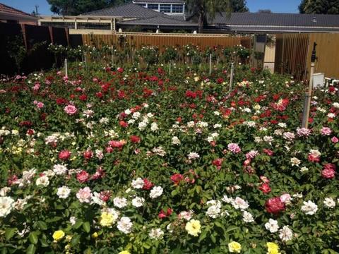ROSES NURSERY - ROSES SPECIALISTS - ROSE BUSHES - ALL $15.00 EACH