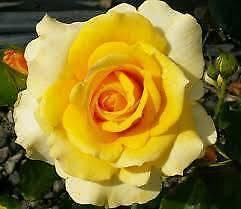 ROSES NURSERY - STANDARD GOLD BUNNY ROSE BUSHES - ALL $40.00 EACH