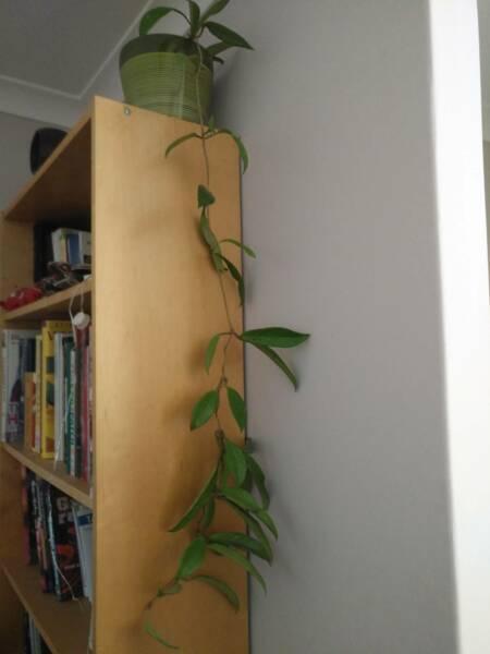 Indoor plants: Hoya