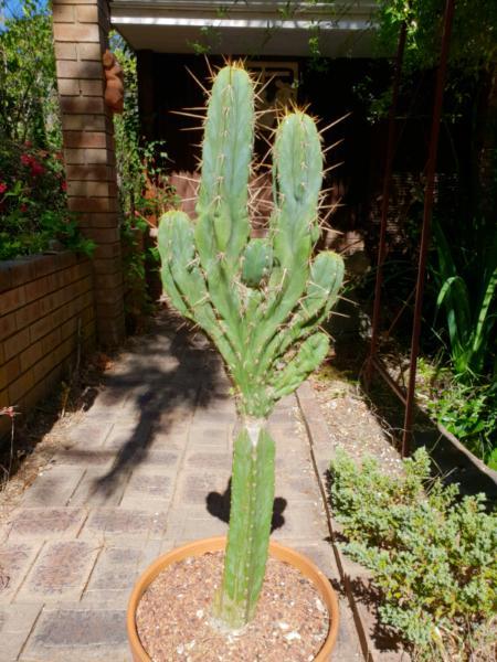 Huge Melting / Monstrose T. Peruvianus Crest Cacti Cactus