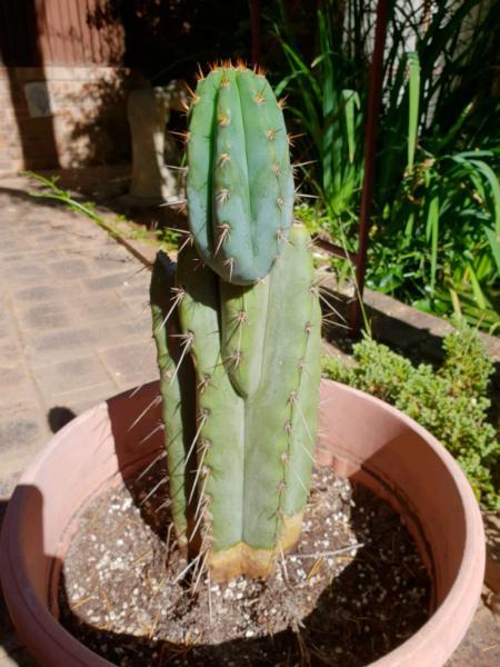 T. Peruvianus Stump with Pup Cacti Cactus