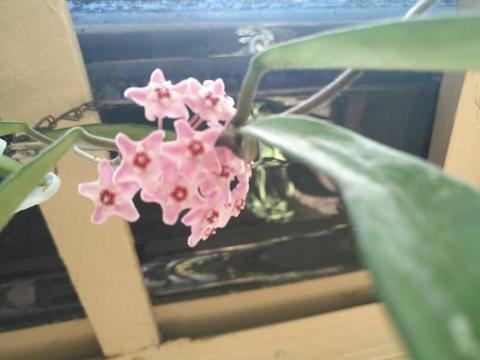 Hoya minibelle about flowering