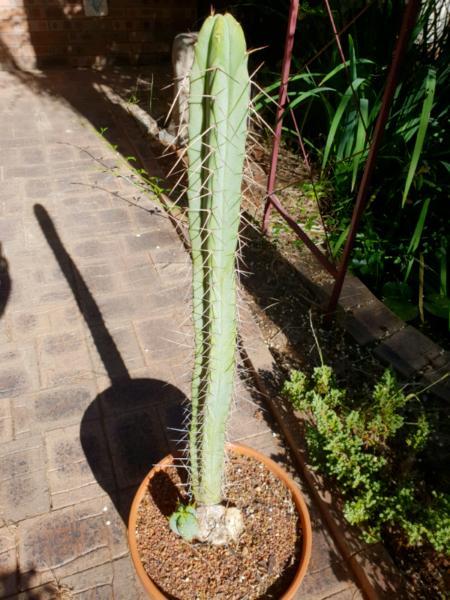 Large T. Bridgesii in Terracotta Pot Cacti Cactus
