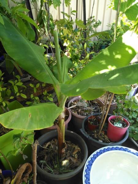 Large advanced banana tree and mulberry tree