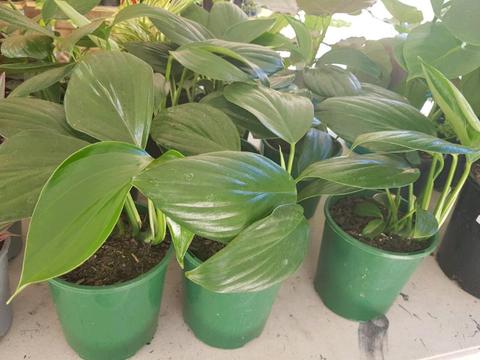 Indoor and shade plants