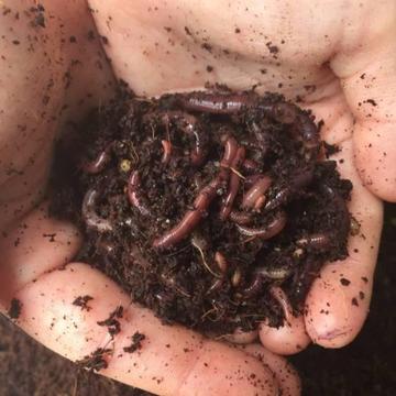 COMPOST WORMS - PICKUP ONLY
