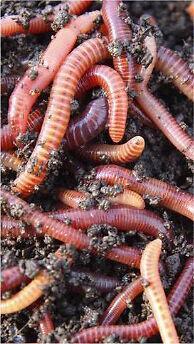 Worm farms composting $30 for adult worms/eggs/babies 5 litres