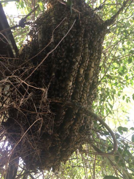 Bee Swarm Free Removal , Phone ******8284 All Areas Melbourne