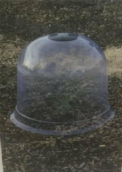 Clear Plastick Dome Cloche Bell Flower Preservation Garden Decor