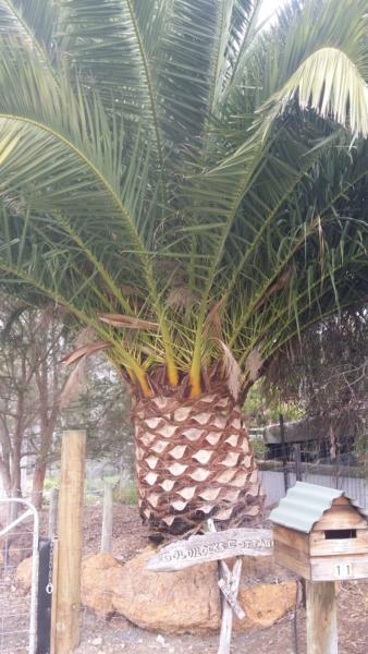 Tree canary island palm tree