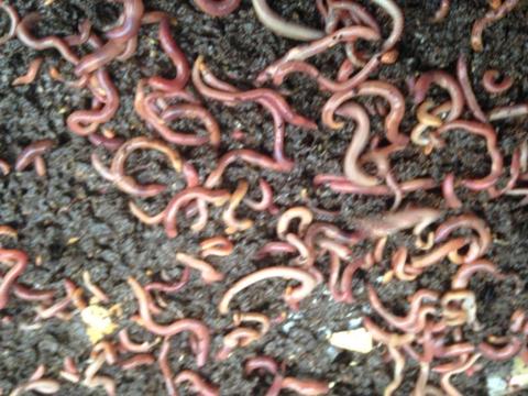 COMPOST WORMS (1000) WITH FREE WORM WEE AND COFFEE GROUNDS