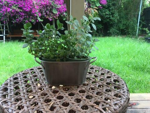 Tin flower pot or tin pot
