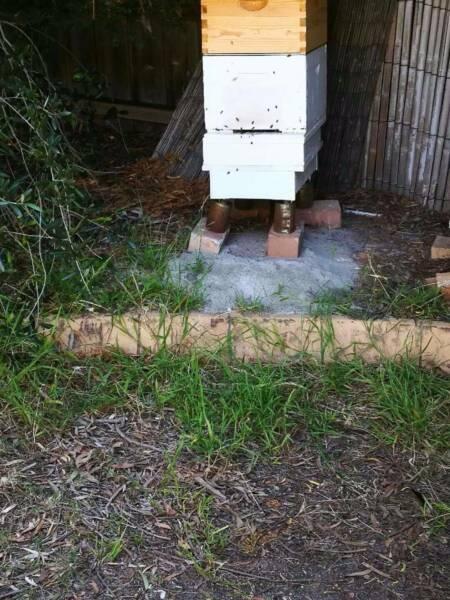 Bee hives of young Italian queen