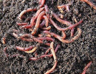 Compost Worms 2L's for $12