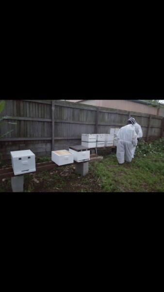 Bee hives