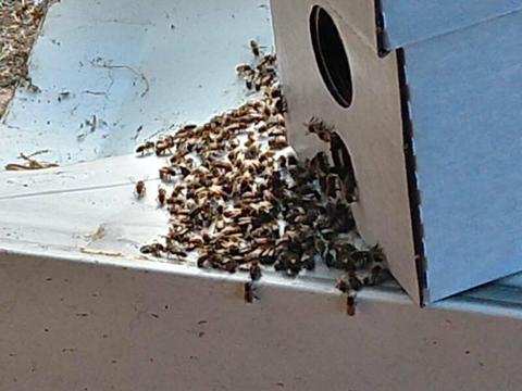 Free bee swarm and hive removal