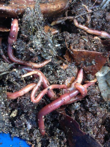 10L Live Compost Worms