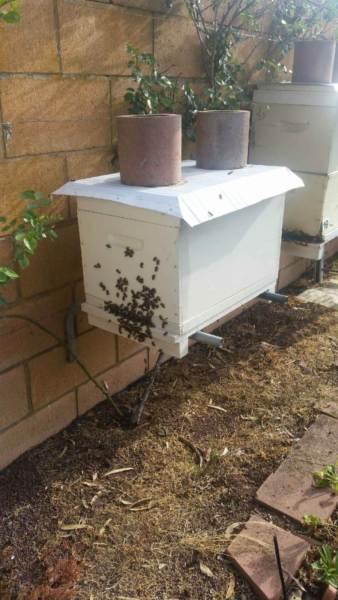 Working bee hive. $290 Ready now Pick up in Lara