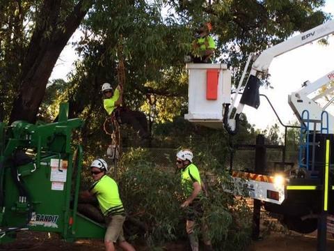 Tree Pruning and Removals