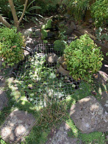 Fish pond with Oase Filtoclear 3000 pump