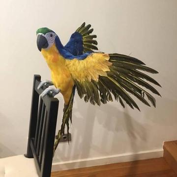 Flying Tropical Yellow and Blue Macaw Parrot Prop