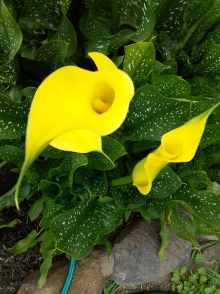 Yellow Calla Lilly Plants